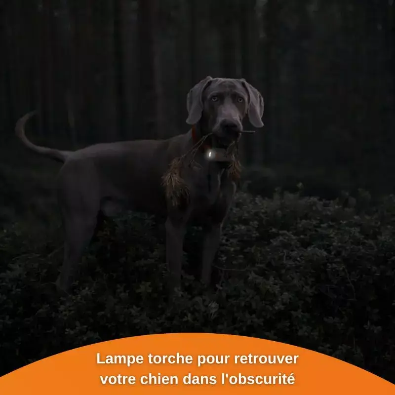 Collier GPS chien Weenect XS - Kokoonshop La Garde