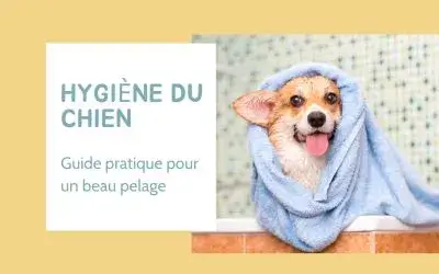 Hygiène du chien : Guide pratique pour un beau pelage