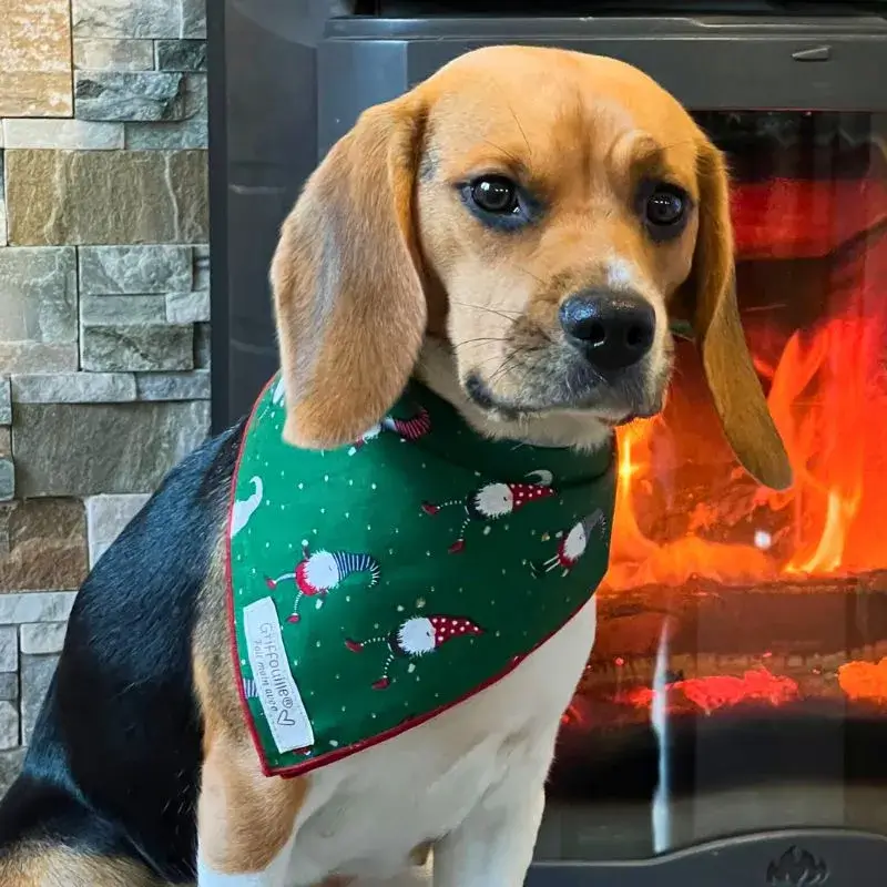 Beagle avec bandana de Noel