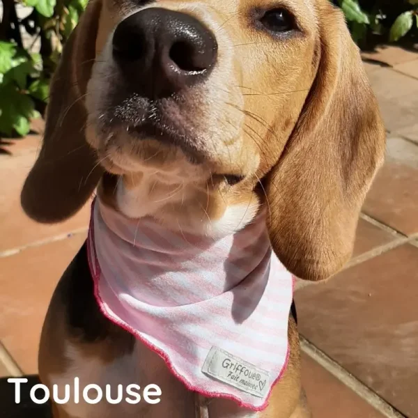 Bandana chien Toulouse