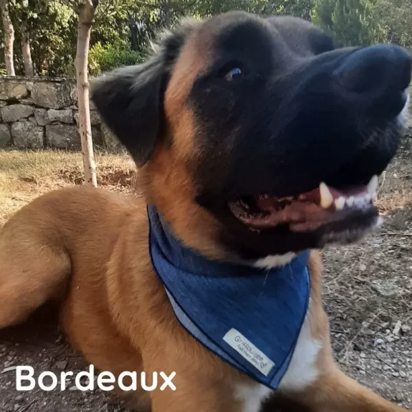 Bandana pour chien Bordeaux