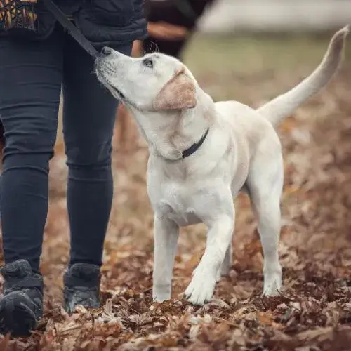 Dressage de la marche au pied du chien