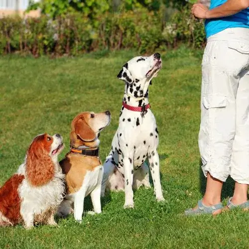 Apprentissage de la socialisation du chien