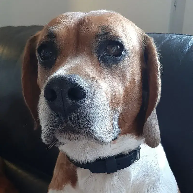 Icar, un beagle extraordinaire