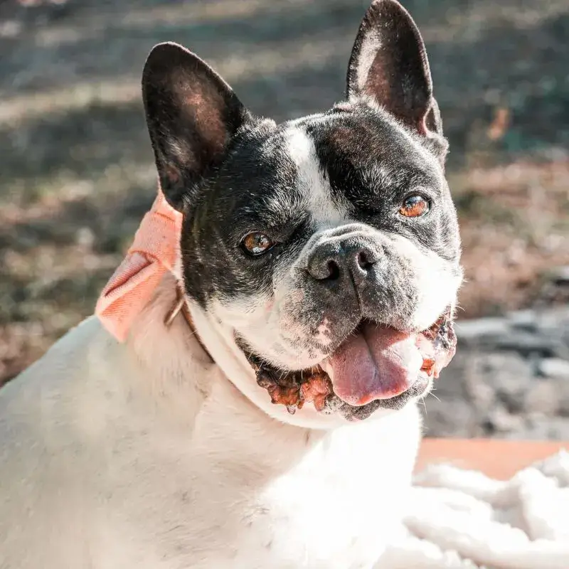 Bouledogue français