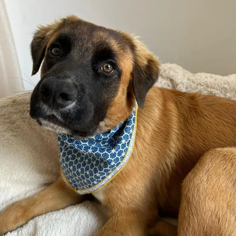 Un chien abandonné à sa naissance