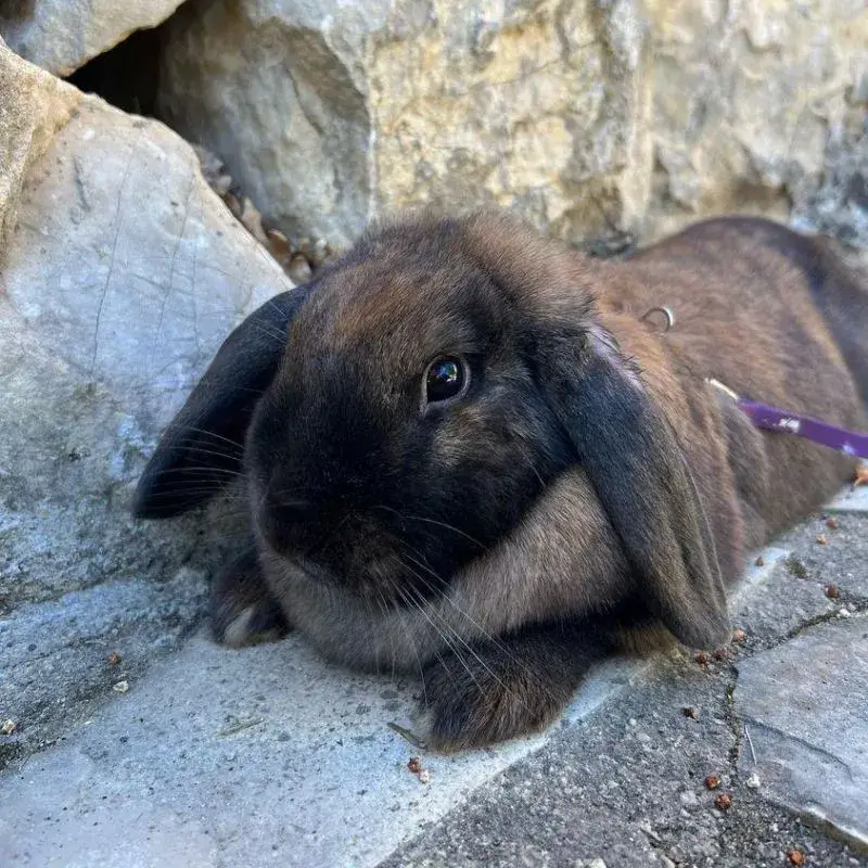 Arnolde une lapine qui a du caractère