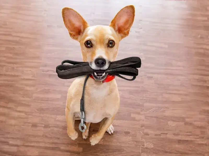 Nathalie propose des balades avec votre chien