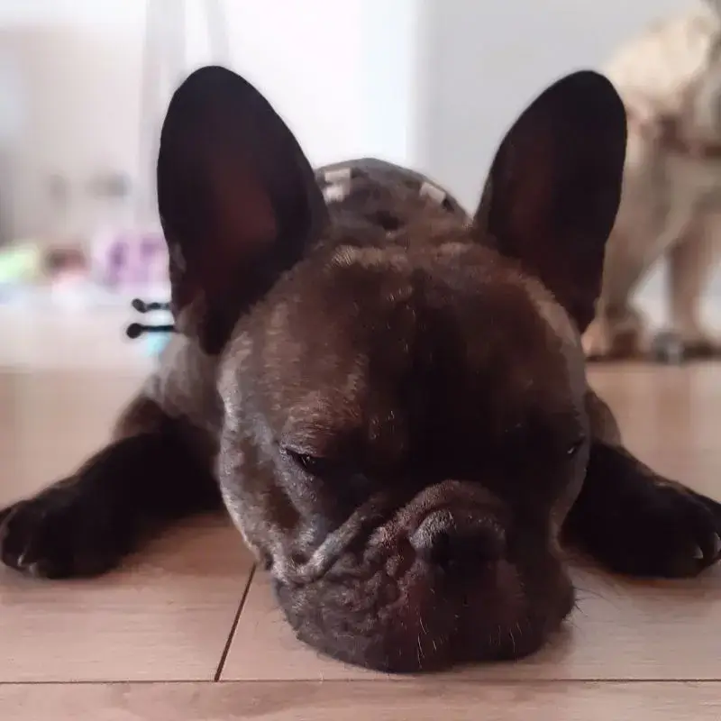 Arthur, un boubou drôle et affectueux