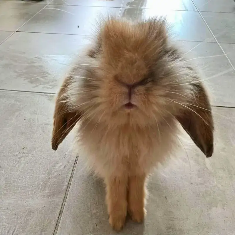 Fluffy, un amour de lapin