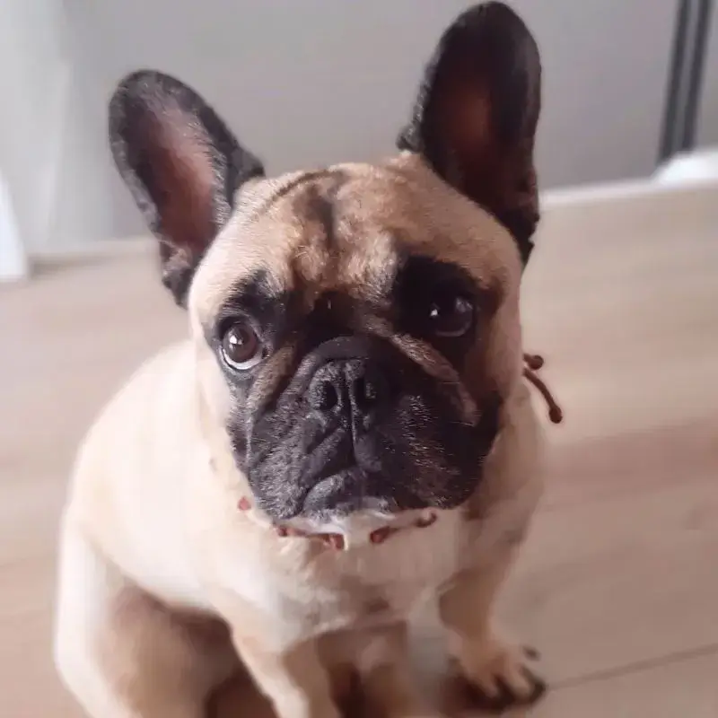 Suzy, une boubou tendre et joueuse