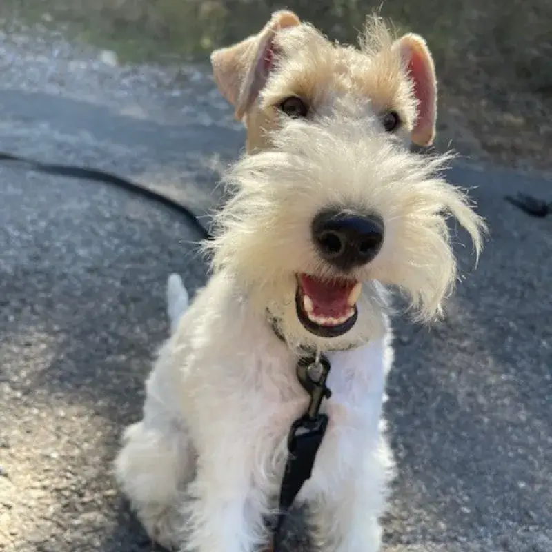 Tokyo, une fox terrier pleine d'énergie